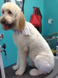 Goldendoodle