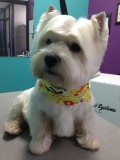 Westie