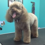 Poodle