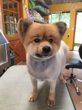 Koa-Pomeranian