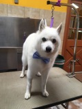 Kodi-AmEskimo