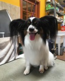 Beau-Papillion