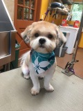 Cujo-ShihTzuBichon