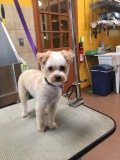 YorkieX