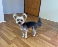Aiko-Yorkie