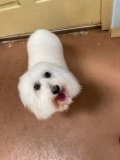 Blaze-Coton