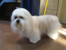 Nikko-Lhasa