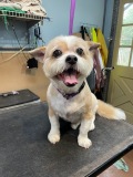 Izzy-ShihTzu/Corgi