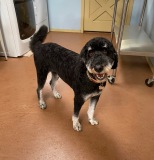 Lani-Bernedoodle
