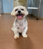 Holly-ShihTzu