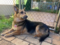 Koda-CorgiShepard